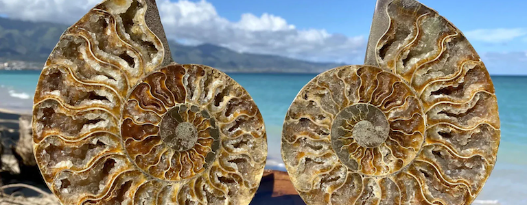 Large ammonite fossil on display