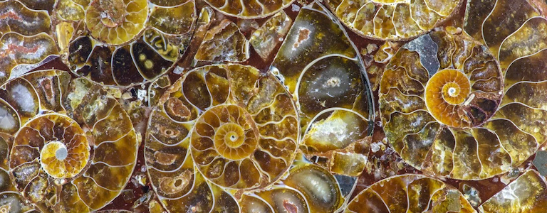 Ammonite fossil in meditation space