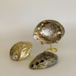 Abalone shells against white backdrop